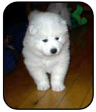 Chiot Samoyede